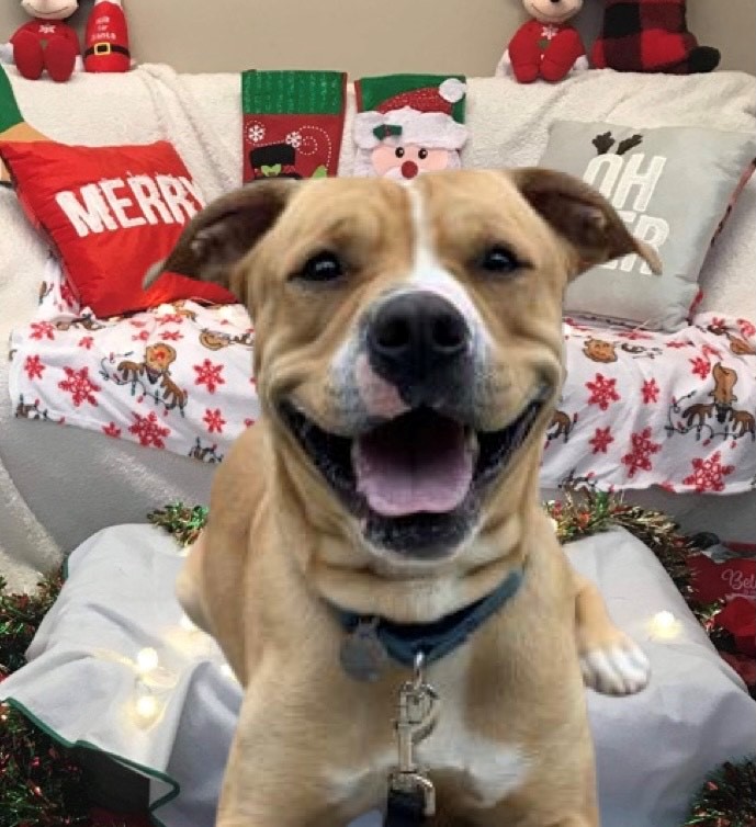 PSPCA tweet picture