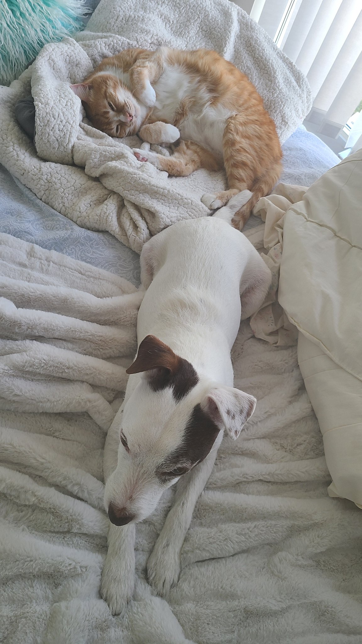  Happy Birthday from my orange tabby Gilbert and my feisty Jack Russell Chico. 