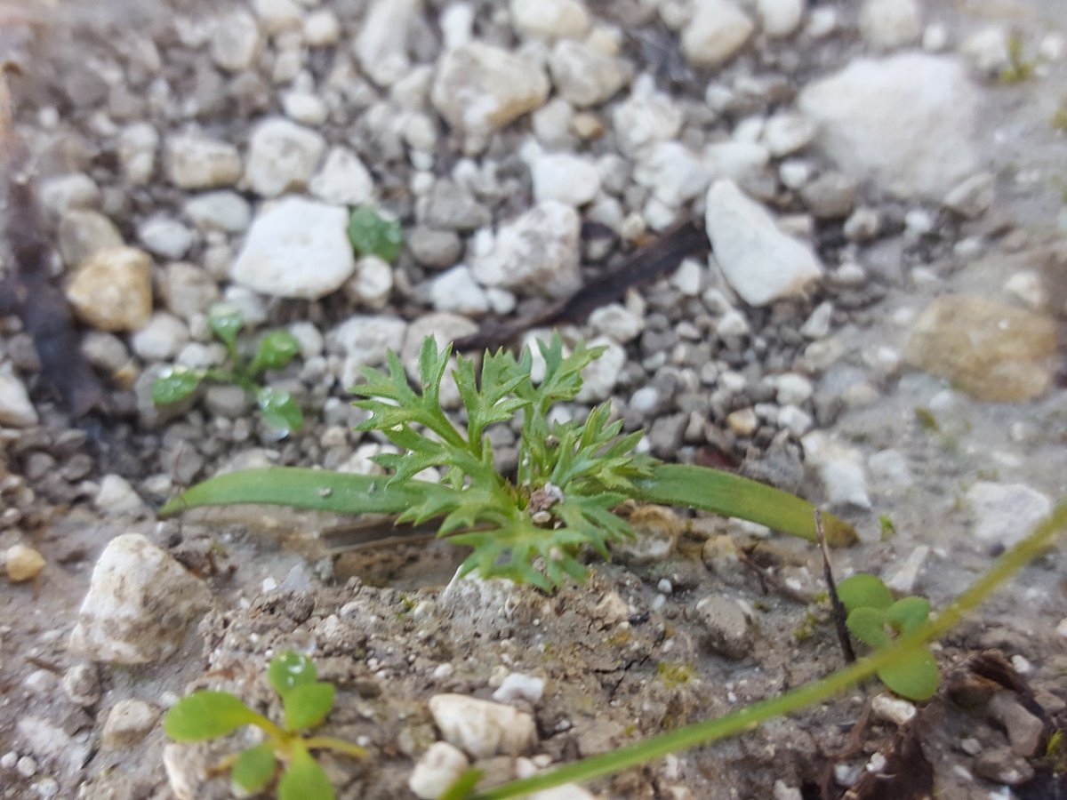 Ranscombe Farm - Plantlife's Flagship Reserve (@ranscombe_farm) on Twitter photo A quick search of our pheasant'-eye trial plots revealed this seedling. No sowing this year, so it's either from seed sown 2019 or second generation. Fingers crossed for a good showing of this super-rare #arable plant in 2021! #ColourInTheMargins <a href="/NatureBftB/">Back from the Brink</a> A quick search of our pheasant'-eye trial plots revealed this seedling. No sowing this year, so it's either from seed sown 2019 or second generation. Fingers crossed for a good showing of this super-rare #arable plant in 2021! #ColourInTheMargins <a href="/NatureBftB/">Back from the Brink</a>