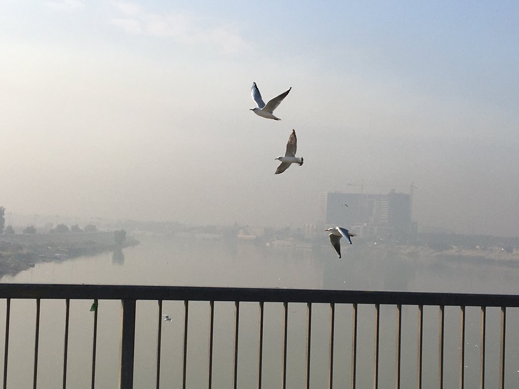 نحن المهندسين كنوارس دجله والفرات هناك من اتعبت جنحاه السنين وهناك من اتعبه حكمكم ومنهم لايزال في ريعان التخرج لكن مهما حدث اذا حلقنا نزين سماء العراق 
#درجات_الحذف_للمهندسين_معتصمين