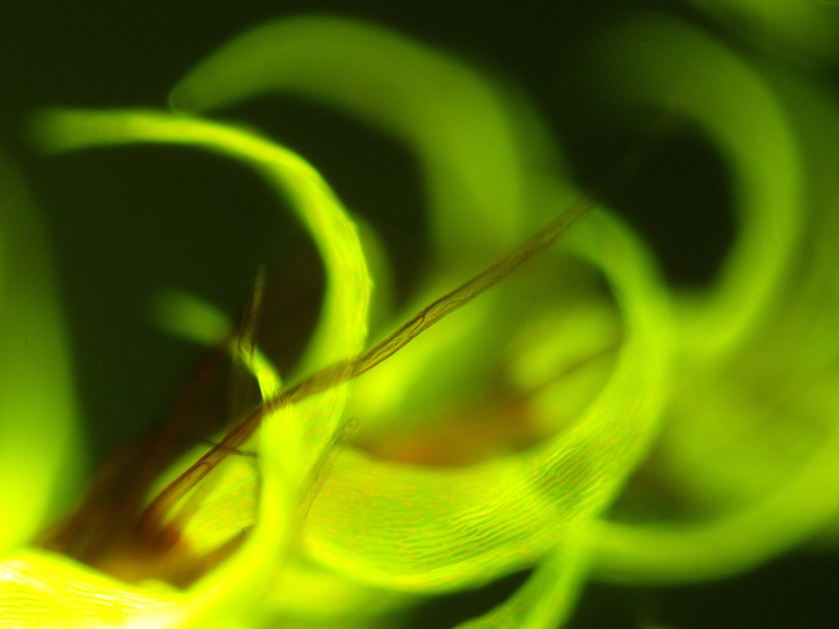 Still time to apply! Join us <a href="/BIO_UCPH/">Biologisk Institut</a> and help to uncover #cyanobacteria - #moss dynamics. #PhD in #Ecology incl #fieldwork #OldSchoolMicroscopy #ARA #CommunityAnalyses #ClimateChange #teamwork and more! employment.ku.dk/all-vacancies/…