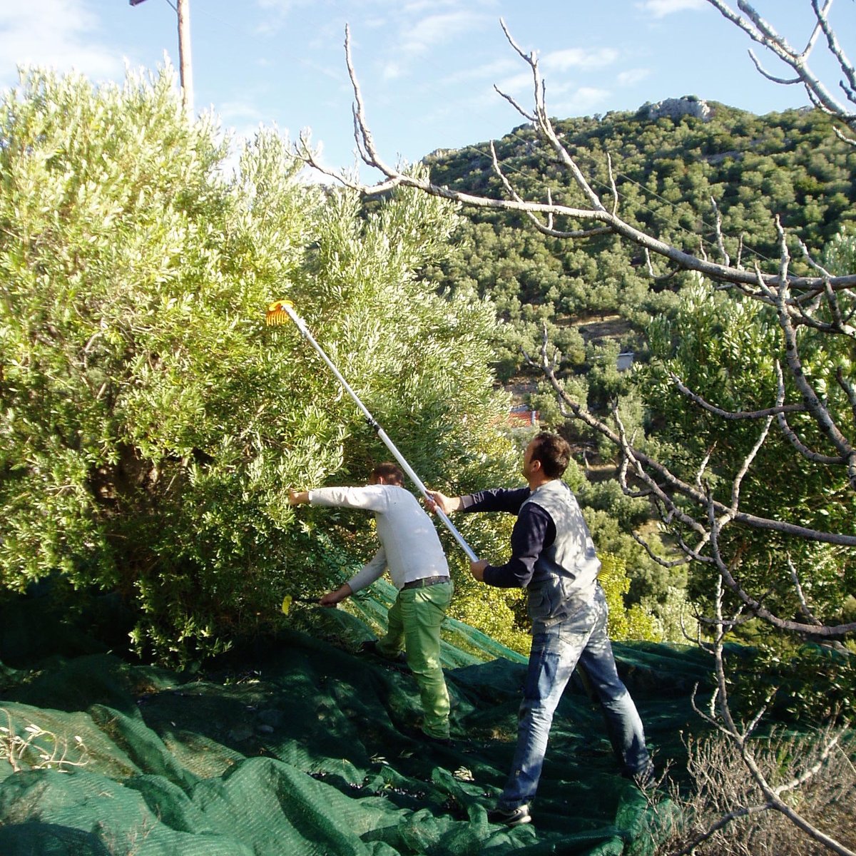 This is where it all starts with the spring blossom.
And is harvested now in December.

ow.ly/OiQq50CKEcP