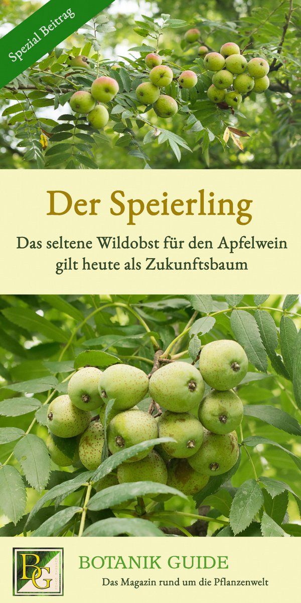 🌳Der Speierling wird traditionell zur Herstellung von Apfelwein verwendet. Dennoch war er in den 90ern den meisten völlig unbekannt &amp; sorgte überraschend für mediales Aufsehen. Das &amp; mehr im großen Botanik Guide Spezial-Beitrag "Der Speierling": botanikguide.de/der-speierling… 

#Garten