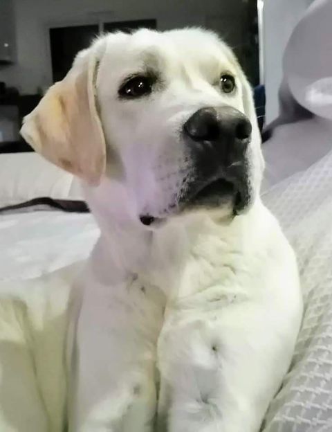 labportugal5's tweet photo. #Labrador #dogs #pets #ilovemydog #cao #dog #love #cachorrofofo #dogsoftwitter #dogfriends #dogsarelove #dogsarefamily #Cachorros #perros #lovedogs #Caes #labs #cutedogs #caesfofos #amocachorro #Portugal #labradorretriever #lovepets https://t.co/HQdksjnumY