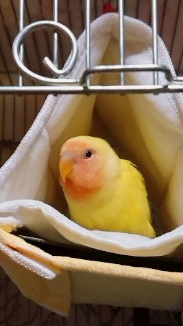 まるもふ tweet media