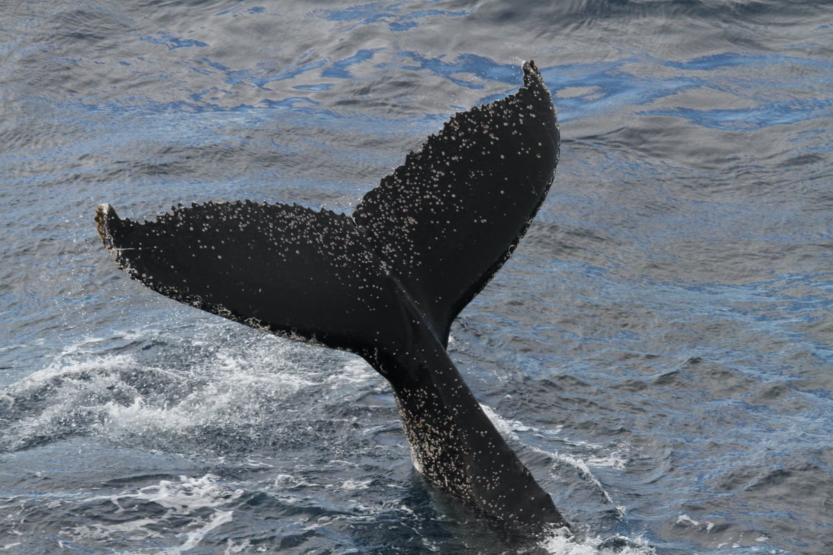 Was sagen uns Walgesänge?🐳 #AWI-Wissenschaftler untersuchen Verhaltensmuster von Zwerg- und Buckelwalen im Weddellmeer. 

👉awi.de/ueber-uns/serv…

📸OZA/Alfred-Wegener-Institut