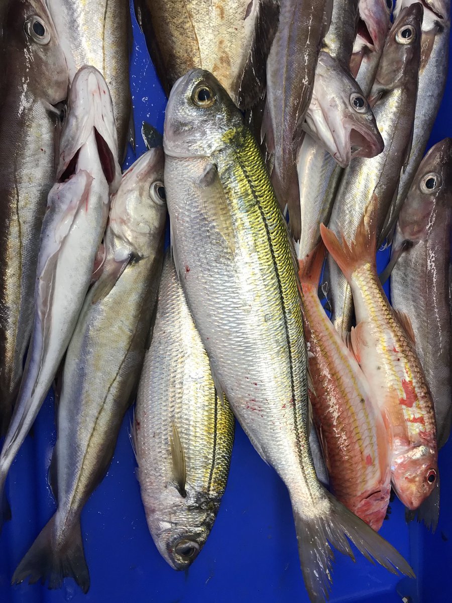 cornish_lobster's tweet photo. β¦@Passion4fishβ© Itβs a struggle, but a bit of day caught fish. Will be in Camberley on the slab for the morning. π #itsAStruggle #Cornishfish #AwfulWeather πππ¨π¨π¬π https://t.co/b8l0kyCKha