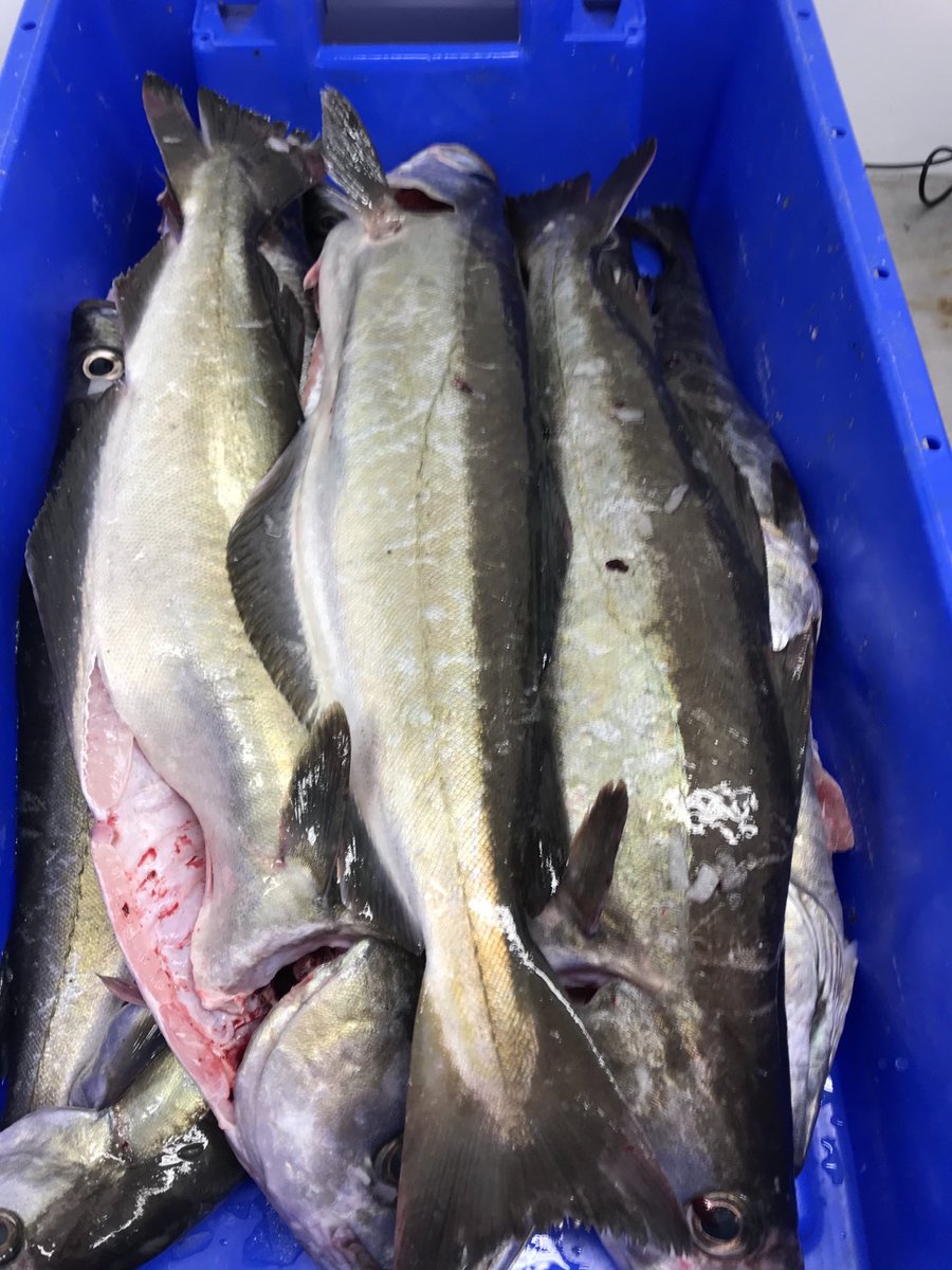 cornish_lobster's tweet photo. β¦@Passion4fishβ© Itβs a struggle, but a bit of day caught fish. Will be in Camberley on the slab for the morning. π #itsAStruggle #Cornishfish #AwfulWeather πππ¨π¨π¬π https://t.co/b8l0kyCKha