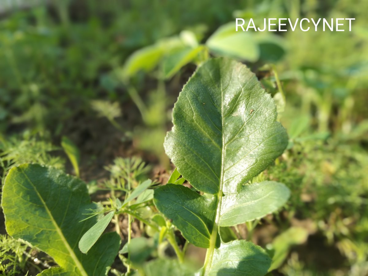 RAJEEVCYNET's tweet photo. #vegetables #homefarming #local #nature #healthy #healthiswealth #green #vegetarian #farming #india #positivevibes #GuessTheName #photography #view #see #Perfect #life #timeflies #thursdaymorning #GoodEveningToAll #photo #love https://t.co/SsfaU3vbLT