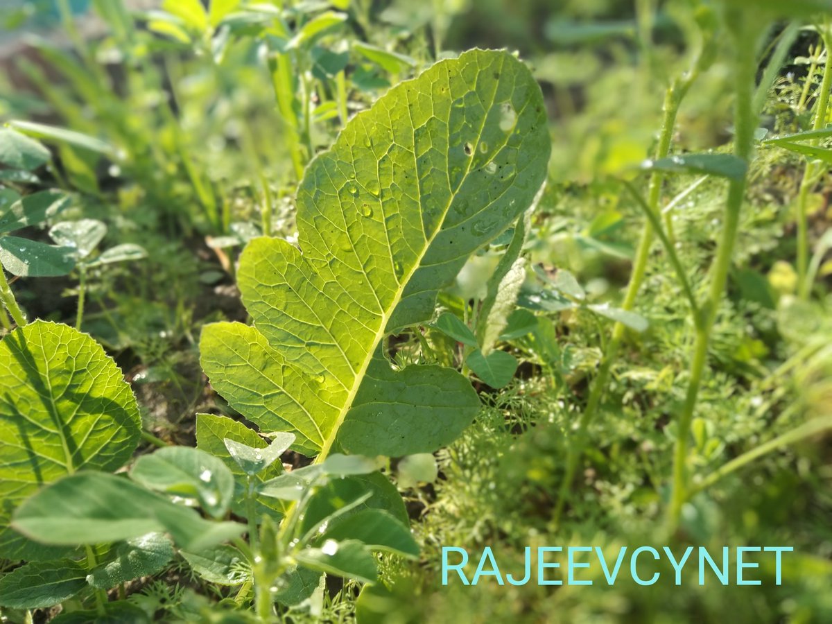 RAJEEVCYNET's tweet photo. #vegetables #homefarming #local #nature #healthy #healthiswealth #green #vegetarian #farming #india #positivevibes #GuessTheName #photography #view #see #Perfect #life #timeflies #thursdaymorning #GoodEveningToAll #photo #love https://t.co/SsfaU3vbLT