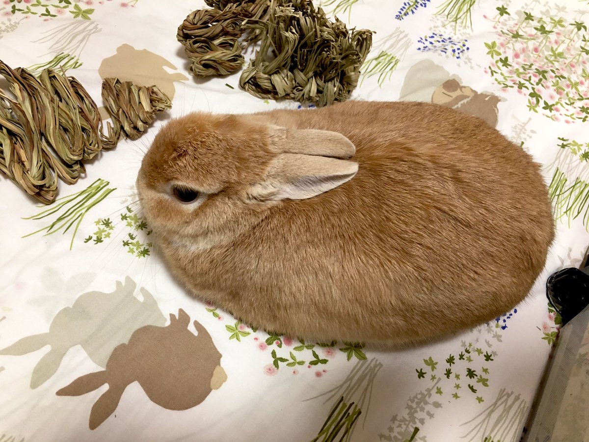 うさぎのつばきちゃん おとなしそうなラグビーボールいる おとなしいとは言ってない