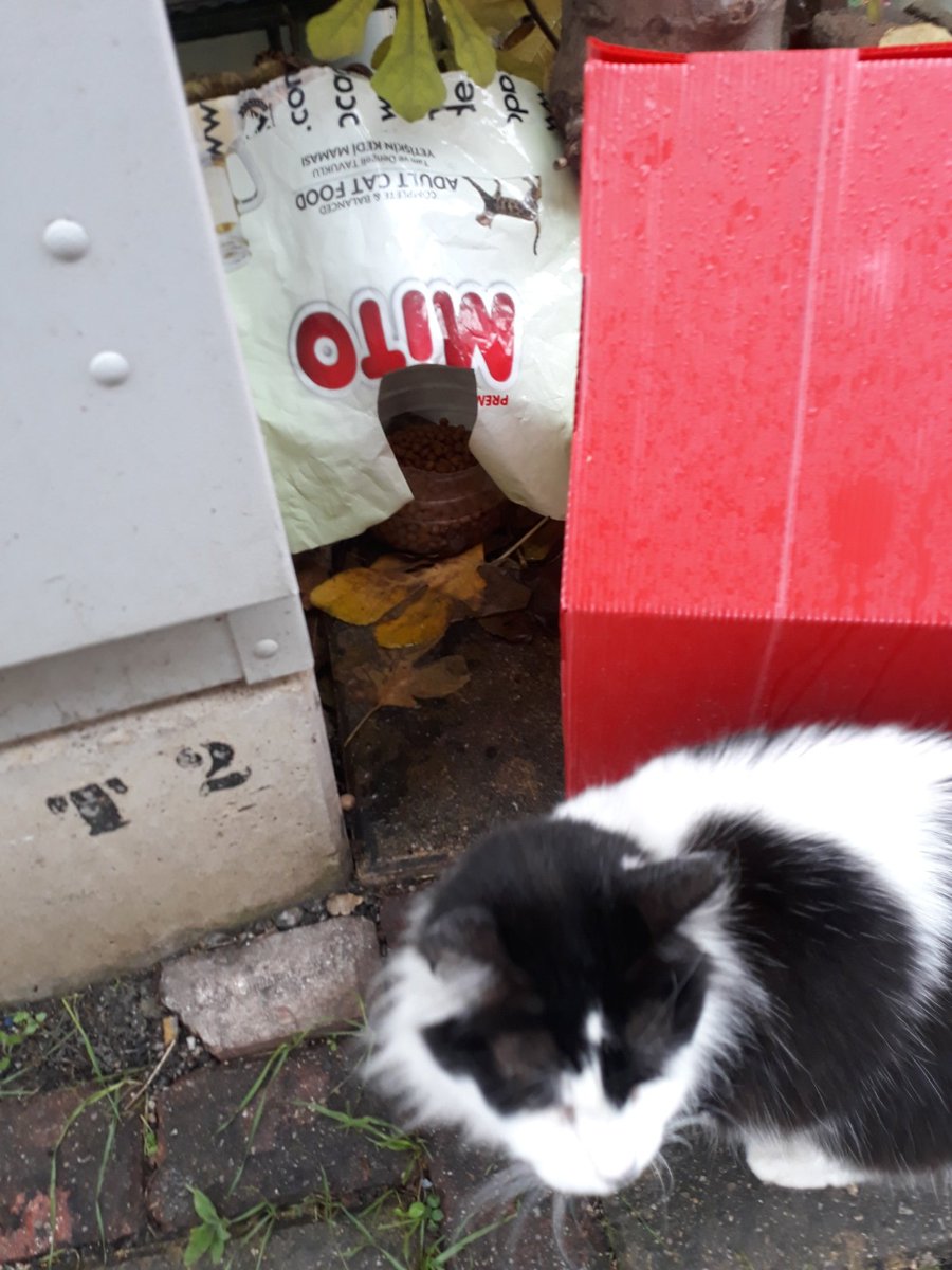 hayvandostuu_'s tweet photo. Bugün son yarım paket mamayla beslemeye çıktım ve mama bitti. Bize mama göndererek destek olur musunuz? Link: https://t.co/cDdptUwAVo https://t.co/yH42KmUF1J