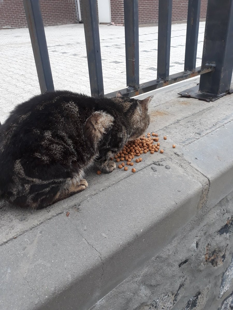 hayvandostuu_'s tweet photo. Bugün son yarım paket mamayla beslemeye çıktım ve mama bitti. Bize mama göndererek destek olur musunuz? Link: https://t.co/cDdptUwAVo https://t.co/yH42KmUF1J