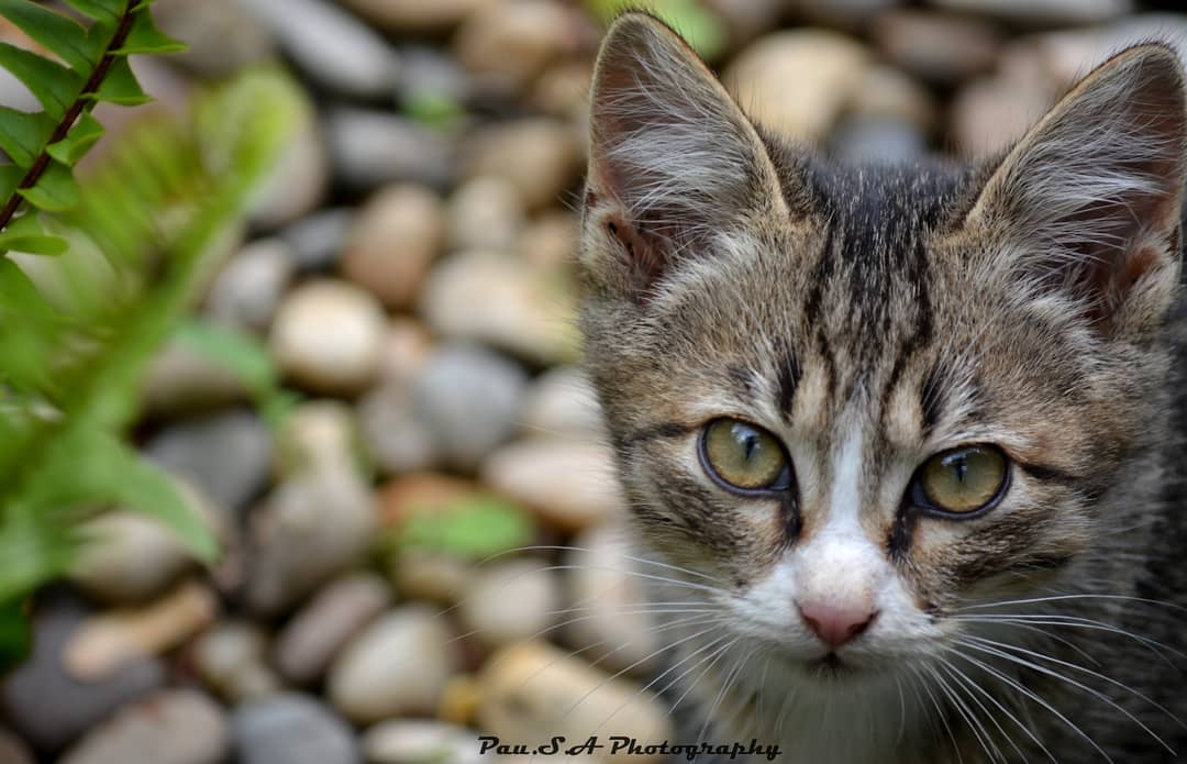 pau_s_a_photo's tweet photo. Cat/Gato/Chat #cats #cat #gato #catsoftweeter #pet #pausaphotography #photographylovers #tweeter #catlover #tweetercat #catstweeter #photo #gatosdetweeter #mascotas #catphoto #catlovers #catsphotography  #photographer #animale #photooftheday #photographie #lovecats #nikond7100 https://t.co/P8Q3sPyyei