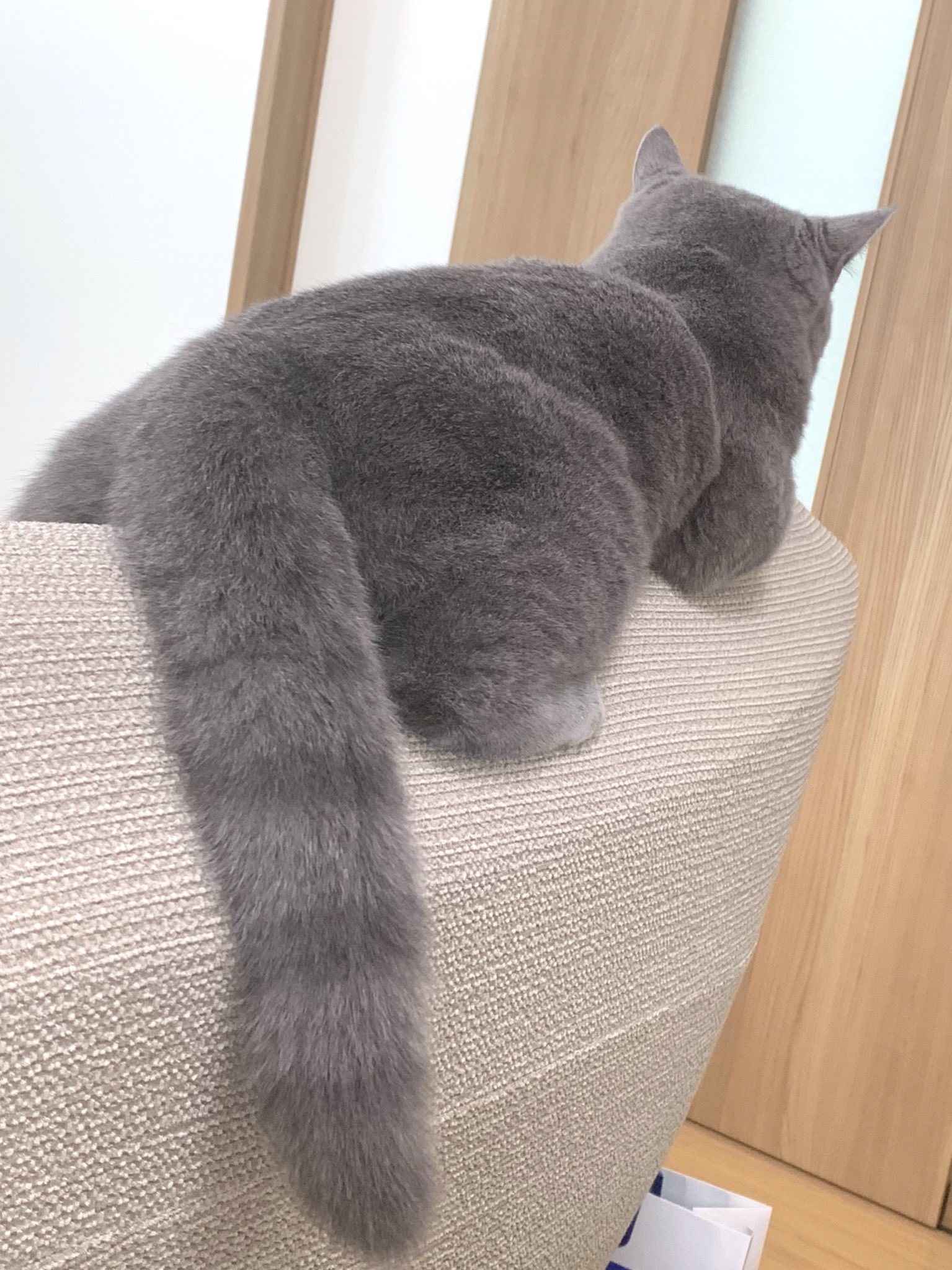 サルとチビ ブリショ兄弟 ブリちゃんのしっぽって みんなシマシマなのかにゃ みんなのしっぽ よかったら見せてにゃ ブリティッシュショートヘア 猫好きさんと繋がりたい 多頭飼い T Co 8nob0jvcdk Twitter