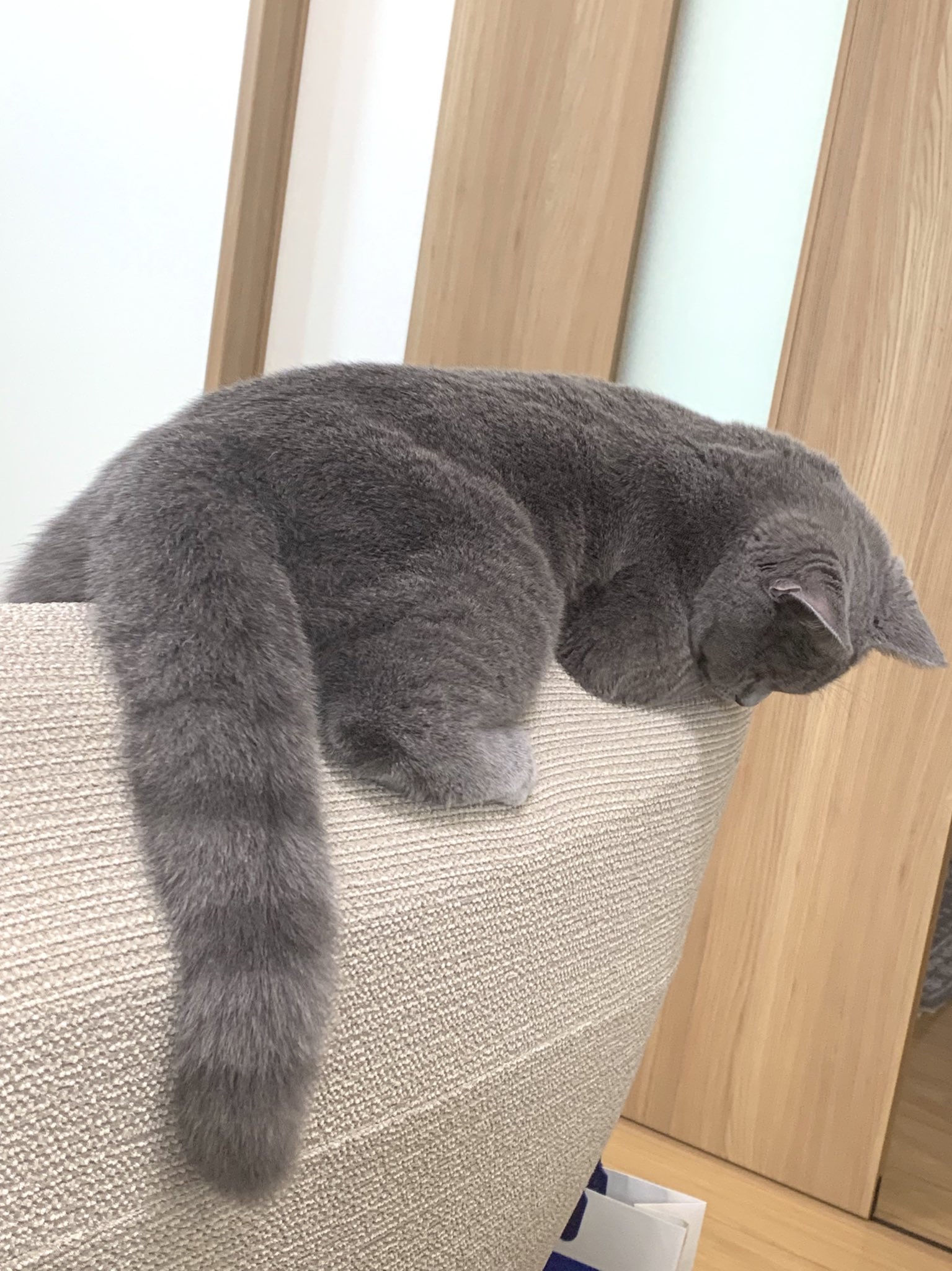 サルとチビ ブリショ兄弟 ブリちゃんのしっぽって みんなシマシマなのかにゃ みんなのしっぽ よかったら見せてにゃ ブリティッシュショートヘア 猫好きさんと繋がりたい 多頭飼い T Co 8nob0jvcdk Twitter