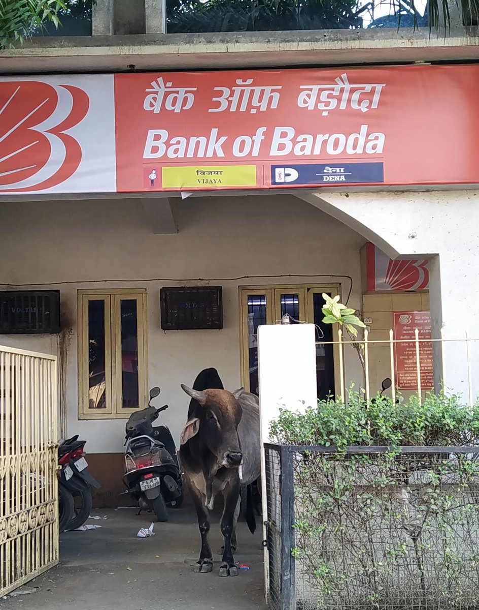 pratikjoshi84's tweet photo. "Ab tumhare hawale.....

Post Merger of 3 Banks, Worst situation inside bank - Long lines, Shortage of Manpower, No Security &amp; No social distancing ! 

#Gandhidhambranch
#Bob
@bankofbaroda 
@VijayaBankIndia 
#Bankingcircle
@RBI 
@FinMinInda 
@ICICIBank 
@HDFC_Bank https://t.co/M79Ggw14u0