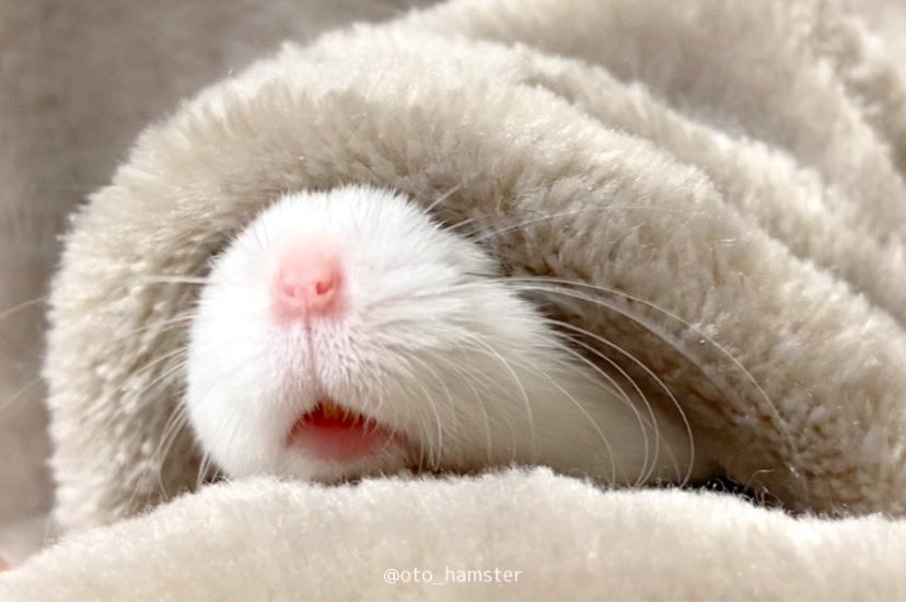 パジャマのぽっけからひょこっ
#ハムスター https://t.co/A5FIhhkUto