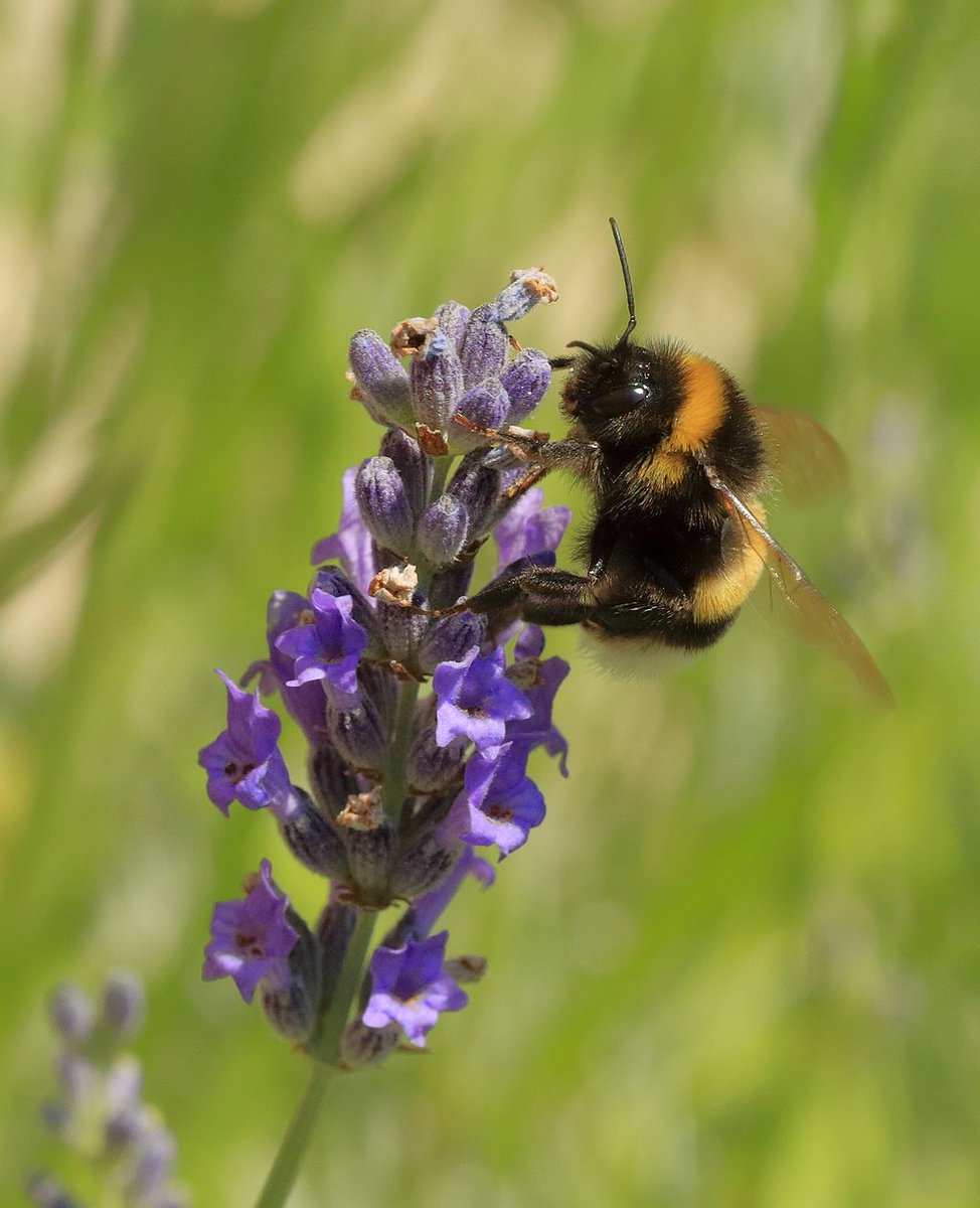 This one is wild. When plant pollen is scarce, bumblebees can bite leaves to stimulate flowering--advancing it by 30 days. Cool bit: experimenters were not able to replicate the bee's efforts.  https://www.eurekalert.org/pub_releases/2020-05/aaft-wpp051820.php