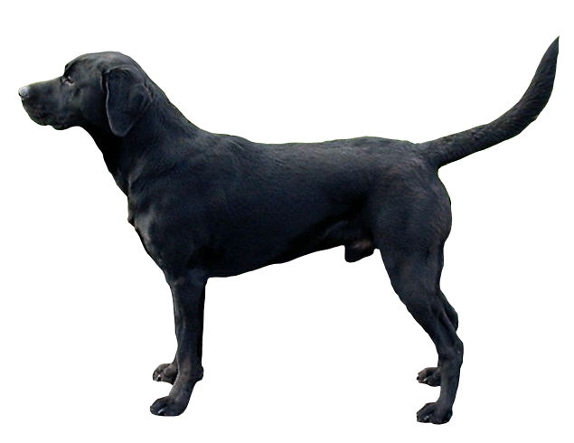 From  @CellCellPress comes a scientific measure of  #dog years.Paper looks at age-driven methylation changes in the DNA and comes up with a new formula that is way more complicated than 7 dog years for every human year. Your two-year-old dog is 40.  https://www.eurekalert.org/pub_releases/2020-07/cp-asm070220.php