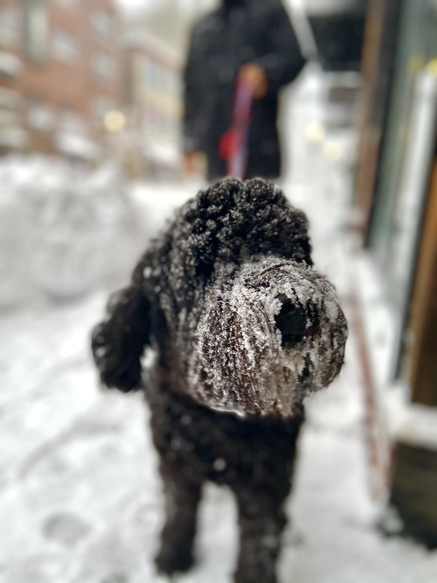 VanDamCNN's tweet photo. Meet Wally. He eats snowballs and likes long walks in the snow. #dogsofboston #donteatyellowsnow https://t.co/reQyGcXDFh