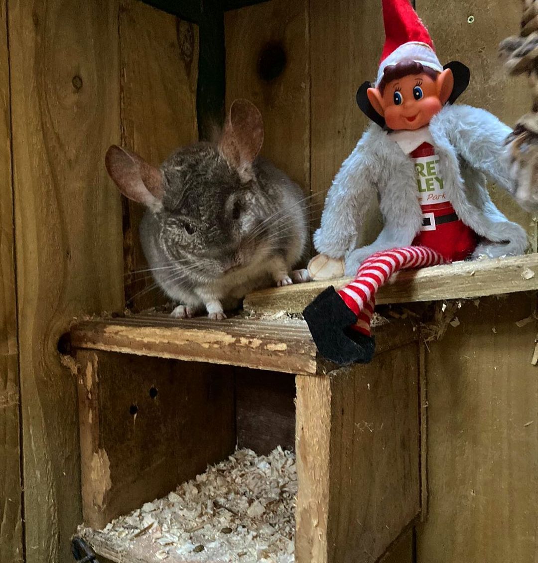 Pip’s new coat??
He was blending in with Dumbledore our Chinchilla in the cold this morning 🥶🥶
Where will he be next??
secretvalley.ie #Wexford #VisitWexford