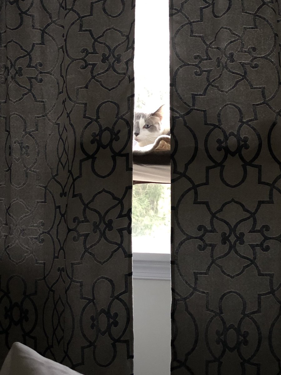 FeeB_da_BeeB's tweet photo. EYE C U #peekaboo #sittingonmyperch #futurefurista https://t.co/zhwzxnlKsE