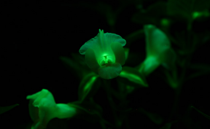 光る花：トレニア】 花き研究所にて作製された光る花。 遺伝子組み換え