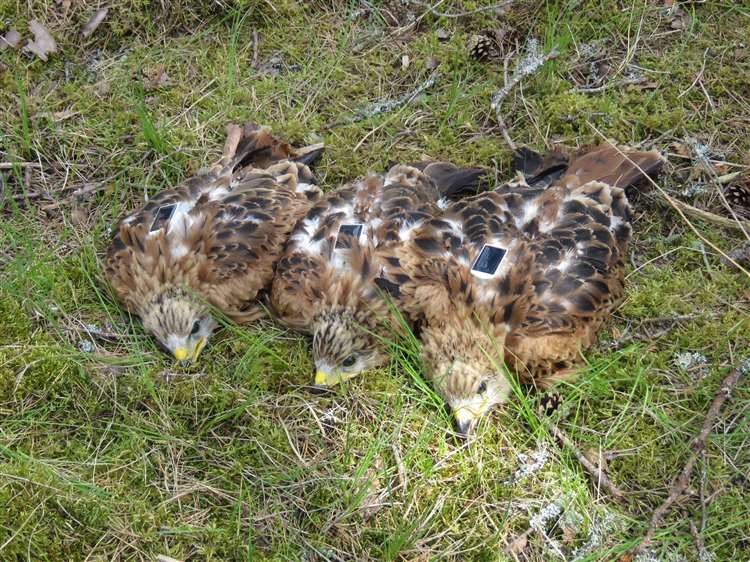 POISONED RED KITE found dead on Scottish grouse moor - its satellite tag makes this an interesting police investigation.

…ptorpersecutionscotland.wordpress.com/2020/12/17/poi…