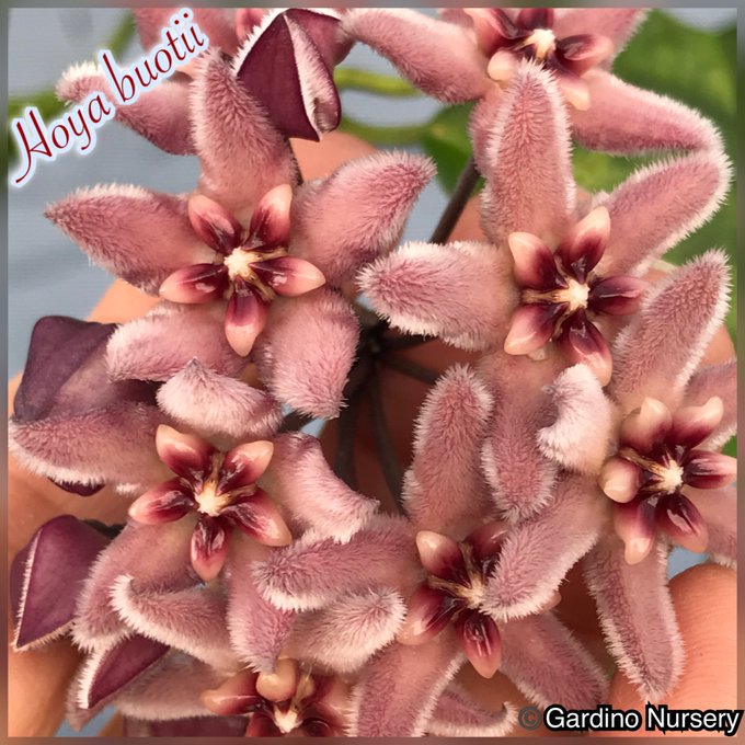 Watch Hoya Plants's leaked NSFW photo on TwXstars