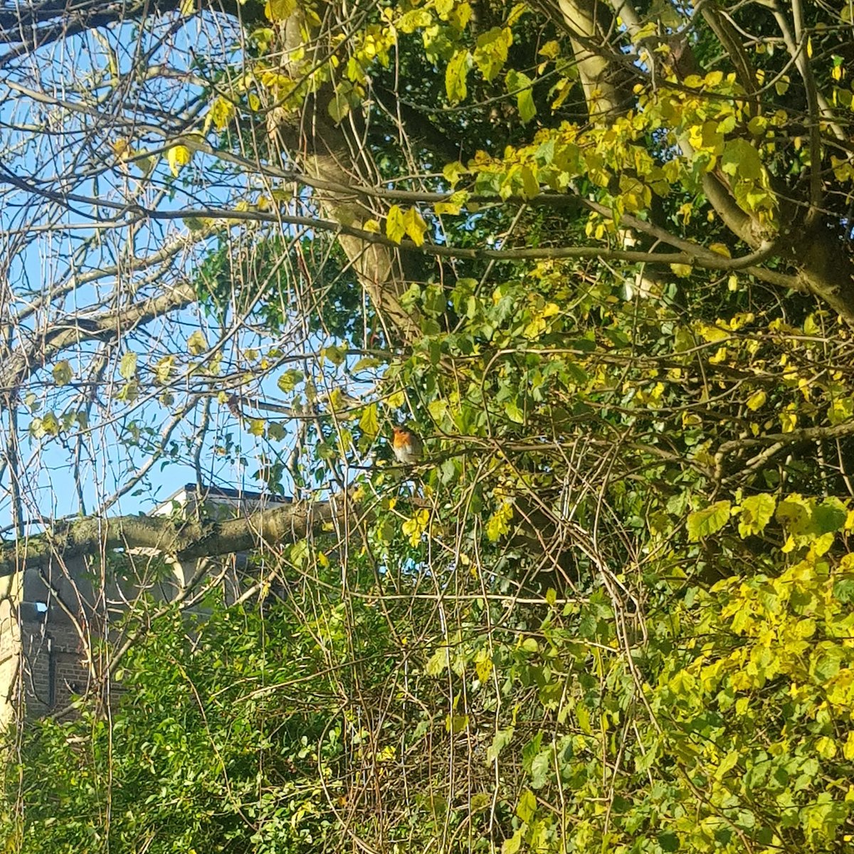 AngleyDigitalM's tweet image. Love seeing these little guys this time of the year. Can you spot him? ⭐Christmas cheer ⭐🎄
#robins #Christmas #ThursdayThoughts