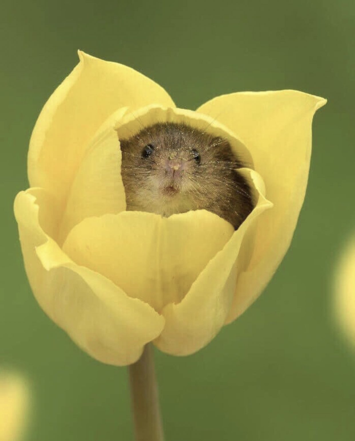 最多情報局 花粉を食べるのが大好きで チューリップや花の中で過ごして寝てしまうことがあるカヤネズミとかいう妖精 T Co Hzjnwycaot Twitter