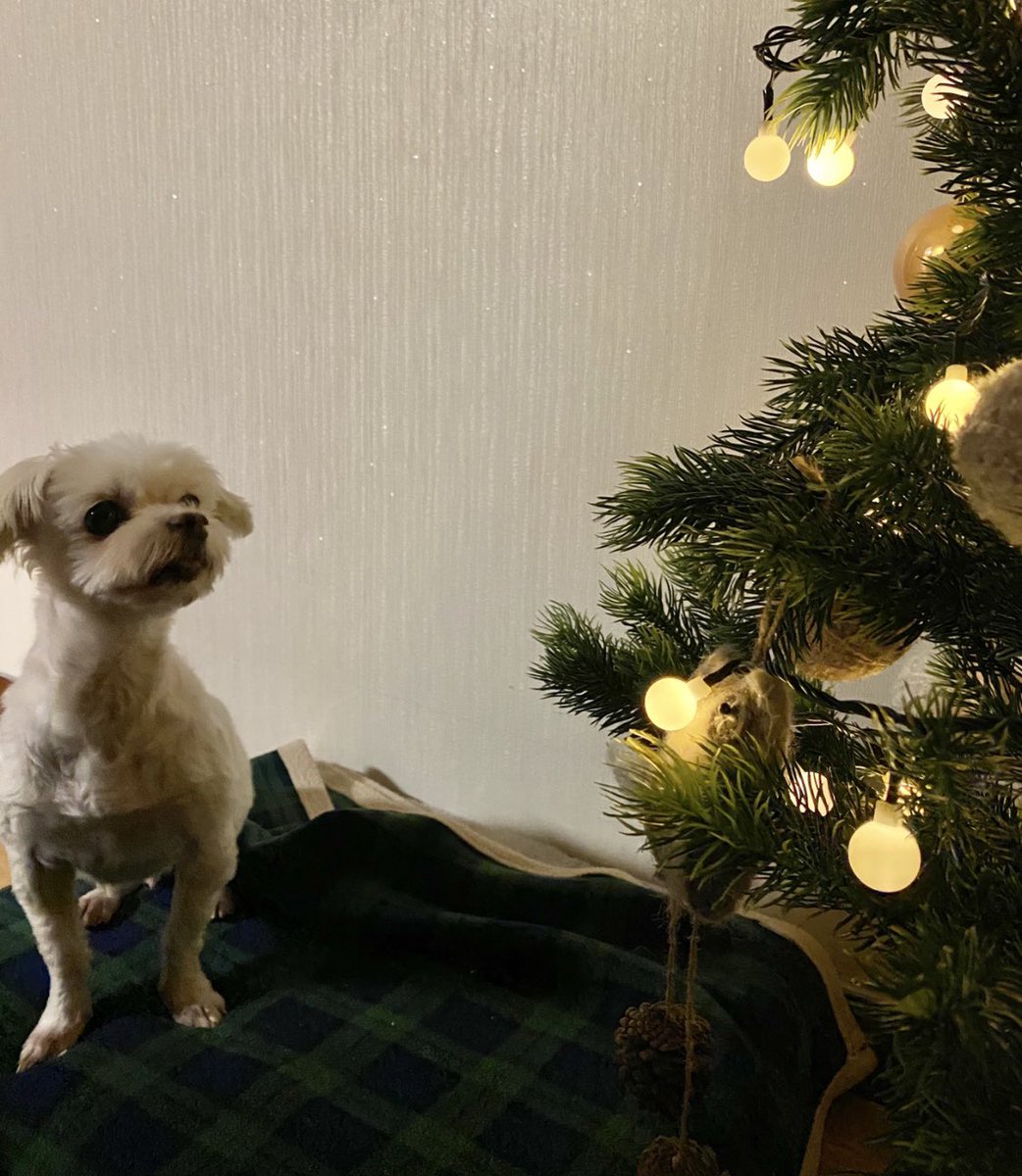 li_hani04's tweet photo. 하니💛 미리메리크리스마스🎄 https://t.co/LTQC8zJ86F