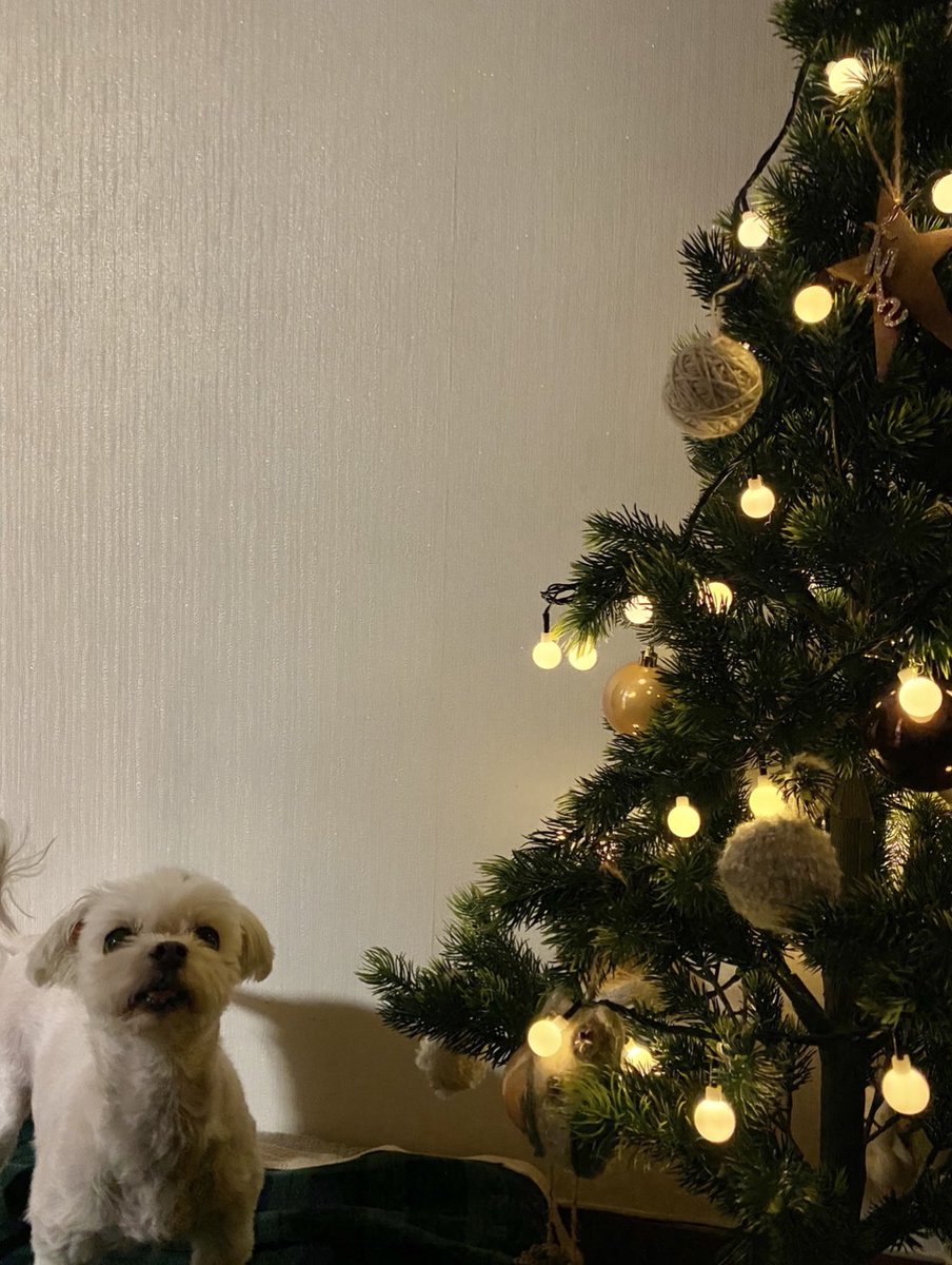 li_hani04's tweet photo. 하니💛 미리메리크리스마스🎄 https://t.co/LTQC8zJ86F