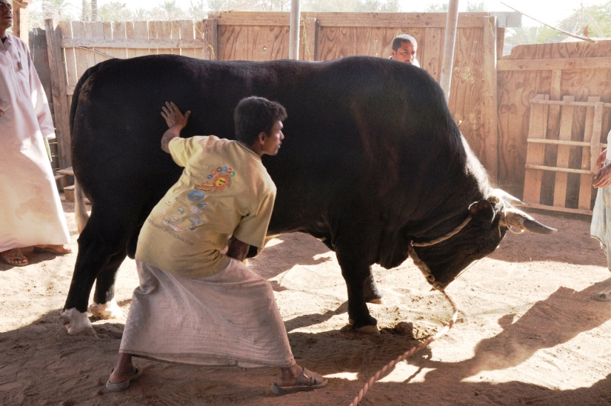 blackandwhiteom's tweet photo. FROM OUR ARCHIVES: JANUARY 2010
Of bulls and lores
The B&W team was checking out some bulls in Seeb when one of the Seeb-based bull owners made a passing reference about a ‘king’ bull in Sohar
#blackandwhiteoman #bwoman #adarshmadhavan #priyabw #najibalbalushi #Bullfighting https://t.co/O70AeN583f