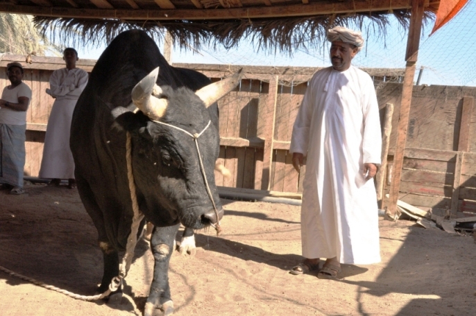 blackandwhiteom's tweet photo. FROM OUR ARCHIVES: JANUARY 2010
Of bulls and lores
The B&W team was checking out some bulls in Seeb when one of the Seeb-based bull owners made a passing reference about a ‘king’ bull in Sohar
#blackandwhiteoman #bwoman #adarshmadhavan #priyabw #najibalbalushi #Bullfighting https://t.co/O70AeN583f