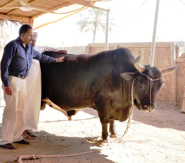 blackandwhiteom's tweet photo. FROM OUR ARCHIVES: JANUARY 2010
Of bulls and lores
The B&W team was checking out some bulls in Seeb when one of the Seeb-based bull owners made a passing reference about a ‘king’ bull in Sohar
#blackandwhiteoman #bwoman #adarshmadhavan #priyabw #najibalbalushi #Bullfighting https://t.co/O70AeN583f