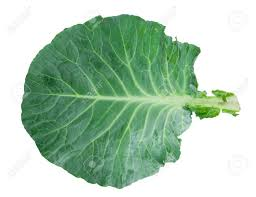 _Woman_health's tweet photo. #CabbageLeaf, the Best Natural Whole Food in Treating #BreastEngorgement https://t.co/Pfy0PyMaUV https://t.co/6vfEayiRHt