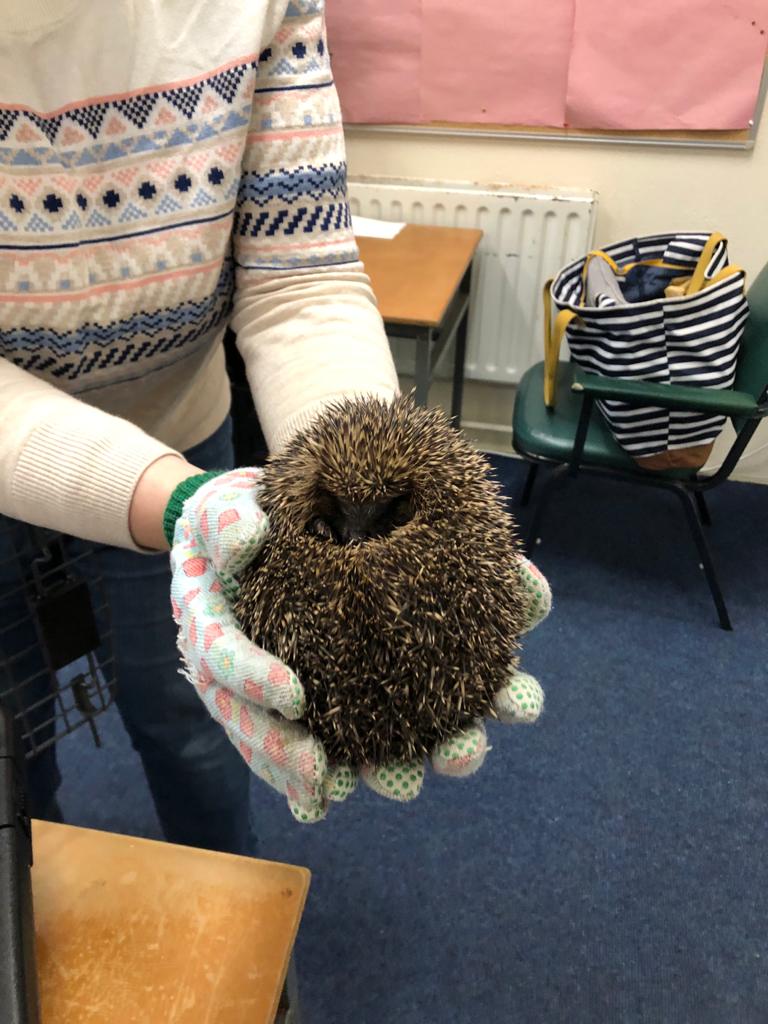 Little guest visitor today, a juvenile hedgehog malnourished hedgehog being put up for the hibernation by Ms. Ní Mhórdha. Don't worry Sonic is doing well and healthy.