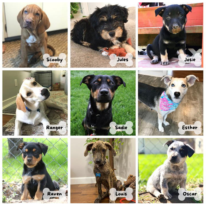 BestInterest_JC's tweet photo. Most exciting part of my 2020 Year in Review blog post?

Definitely the foster dog power rankings. 

(Thanks @kells925!!) https://t.co/03ernGPUAt