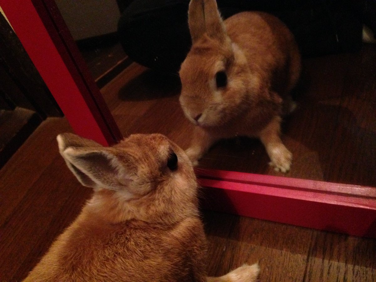hinako_123's tweet photo. 1番大好き！我が家のアイドルちびうさくん🐰！！❤️

#うさぎのいる暮らし
#うさぎ
#うさぎ好きさんと繋がりたい
#ちびうさ https://t.co/G44MV6xn4S