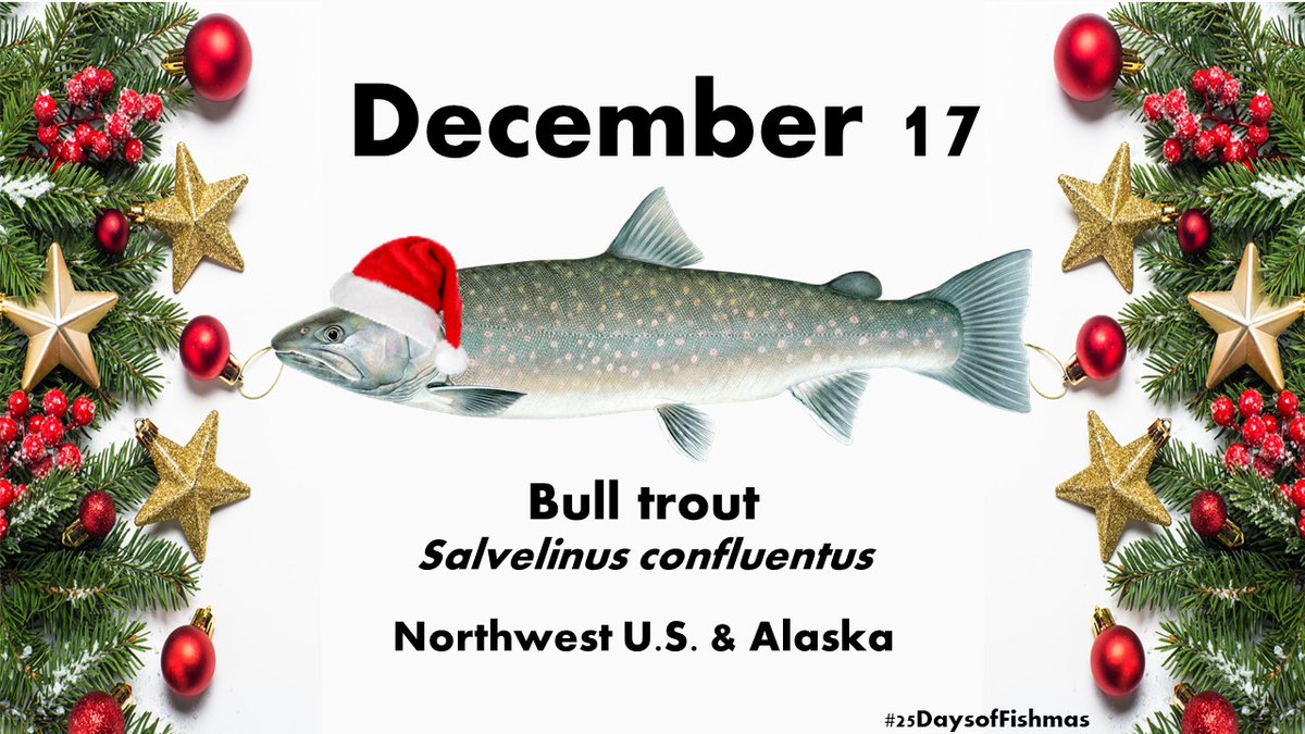 Bull trout is part of the Salmonidae family + the genus Salvelinus, which is a group of fish adapted for life in very cold waters. The bull trout’s common name comes from its relatively large head compared to its body length  #25DaysofFishmas