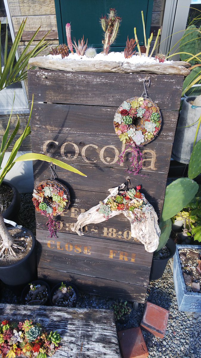 きゃん 昨日の休日は久しぶりの牡蠣小屋 去年のような牡蠣1kgとかではなく 美味しい食材を少しづつ 糸島の Cocoha さんでちょっくら多肉狩り 糸島牡蠣小屋 多肉植物 多肉初心者 ベランダ多肉 北側ベランダ