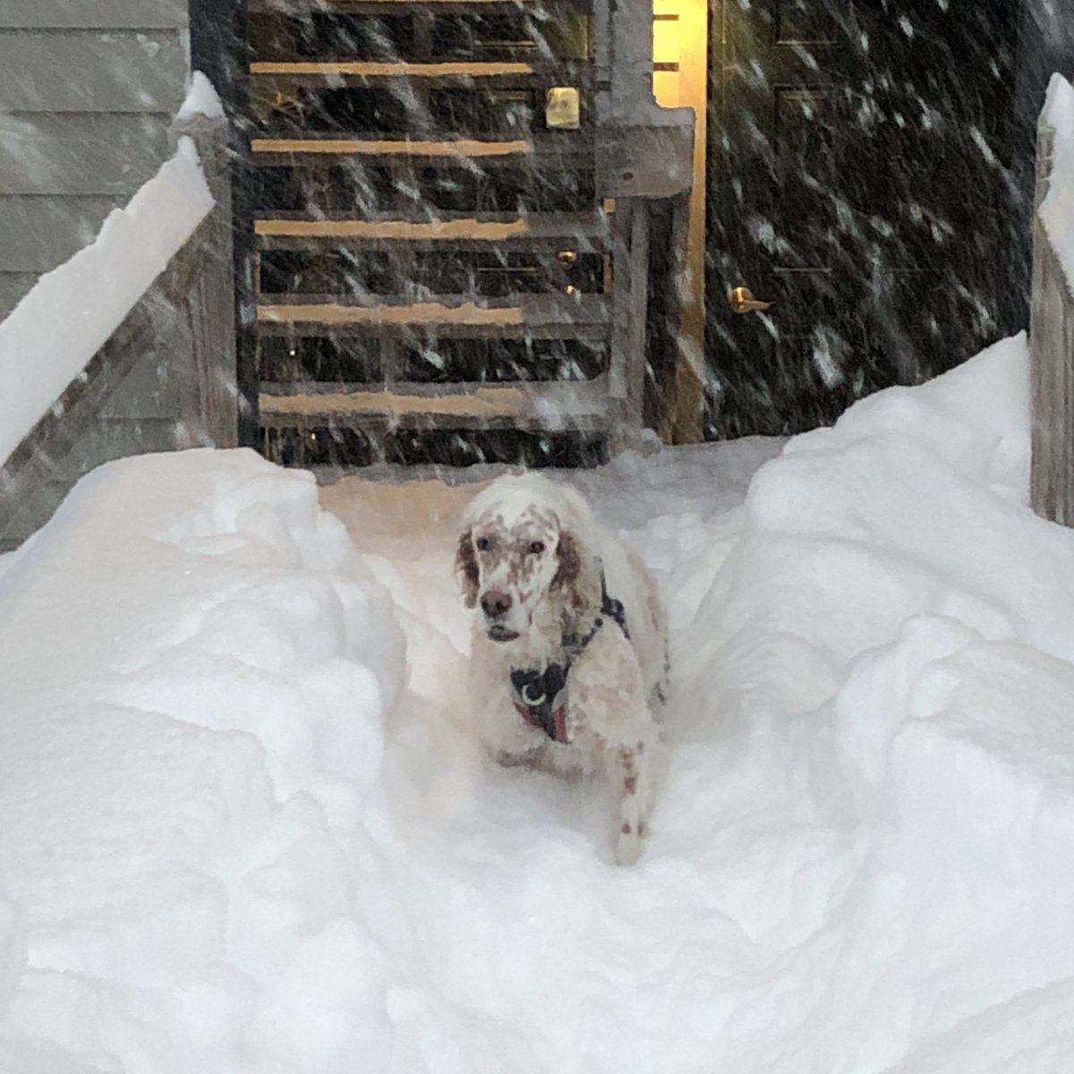 JohnMunch6's tweet photo. @OkemoMountain Dogs can confirm those snow totals! https://t.co/uBeGgQzkIQ