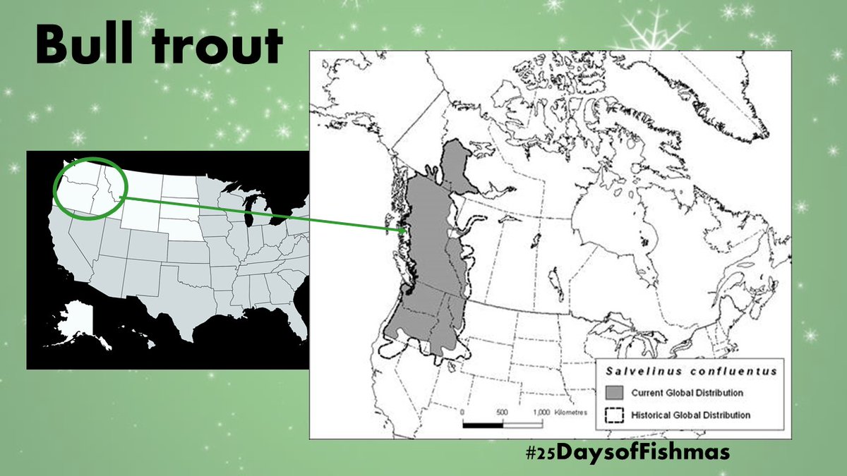Bull trout were historically found throughout northwestern North America, but today, the main populations remaining in the lower 48 states are in ID, MT, OR, and WA, with a small pop in northern NV (they’ve been extirpated from California)  #25DaysofFishmas