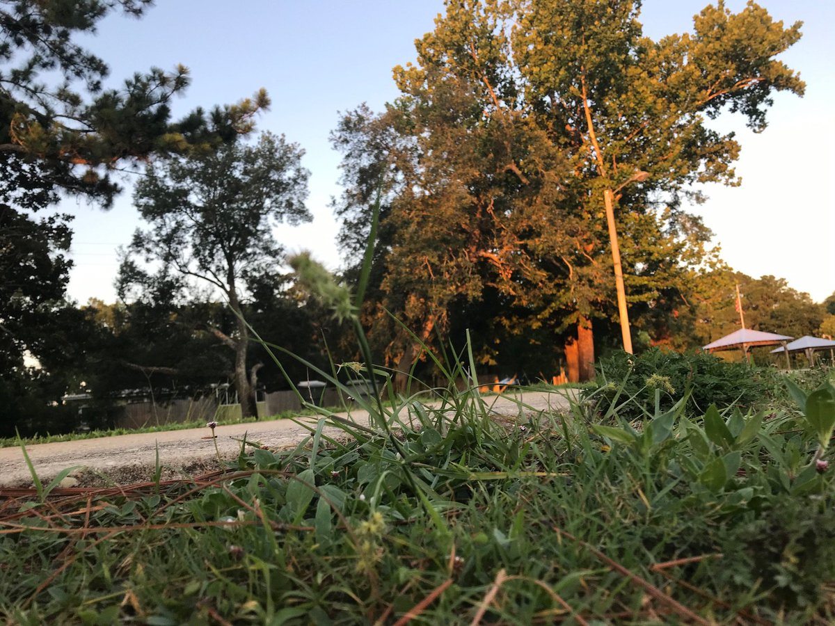 delstonejr's tweet photo. Three slices from my tiny life, all taken June 16. Pic 1 and 2: My life is THIS exciting - watching grass grow. Pic 3: If you don't know what these are your #Florida card is revoked. #sandspurs https://t.co/3cwac23mh2