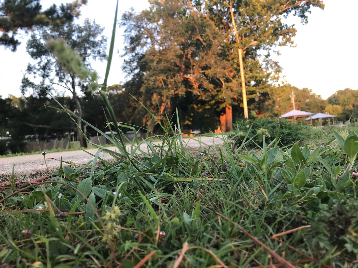 delstonejr's tweet photo. Three slices from my tiny life, all taken June 16. Pic 1 and 2: My life is THIS exciting - watching grass grow. Pic 3: If you don't know what these are your #Florida card is revoked. #sandspurs https://t.co/3cwac23mh2