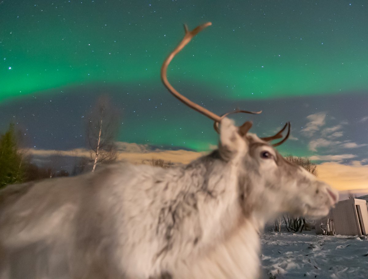 Astromackem's tweet image. A reindeer photobombed my #aurora picture last night 😆

@StormHour @StormchaserUKEU @TheWeatherNetUK @weatherchannel @Lauratobin1 @SamChampion @webcamsdemexico