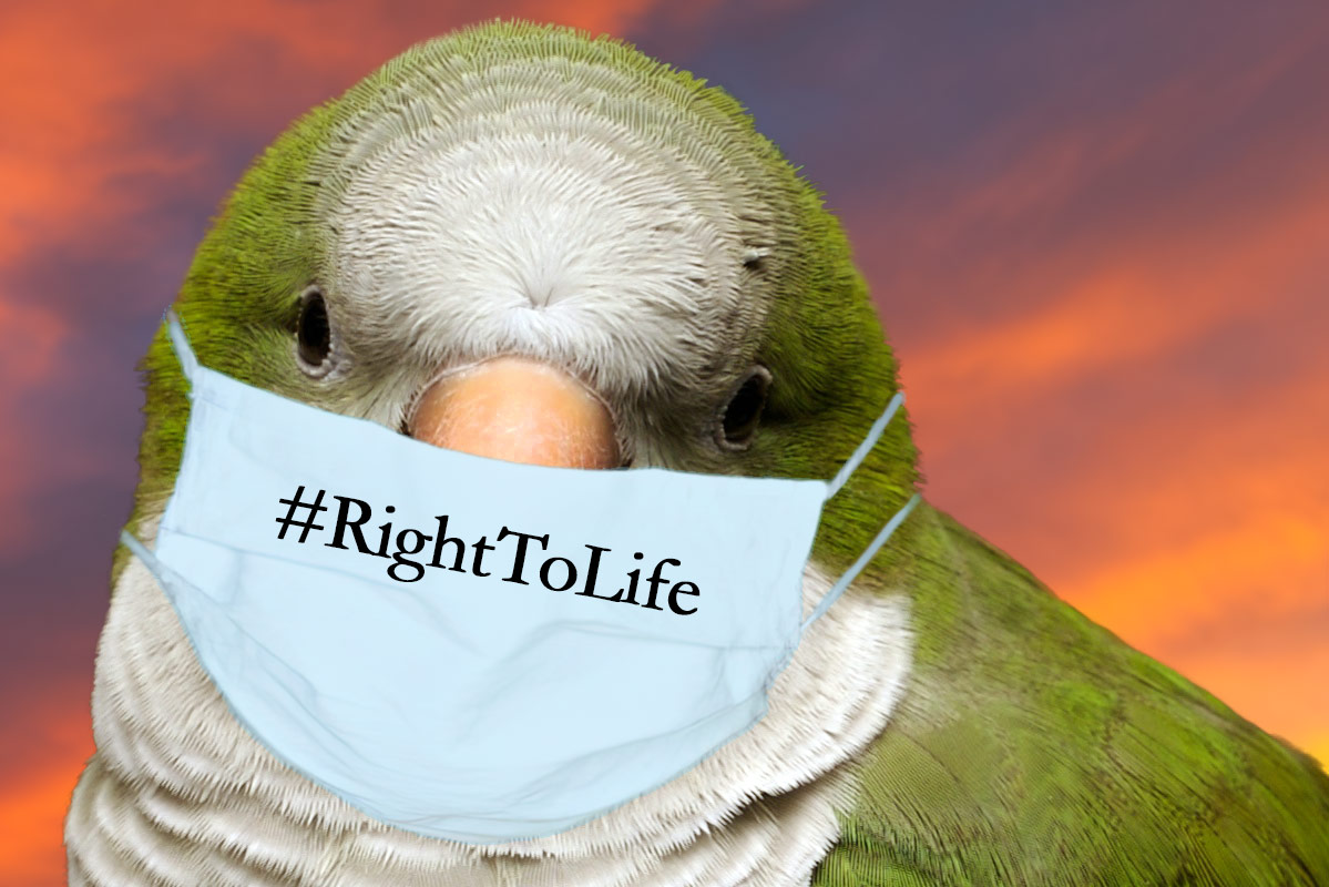 SOScotorras's tweet photo. THEN we were taken from our habitat and sold as pet, NOW the City Council of @Madrid wants to KILL US 🆘🦜☠️ Do you think it's fair? WE LOVE LIFE!! #SOS #SaveParakeets #Cruelty #Carnage 🙏#Rt #Like #Follow #Parrots
📷Alex Nelson (modified from the original) https://t.co/0WmVjJgoI1