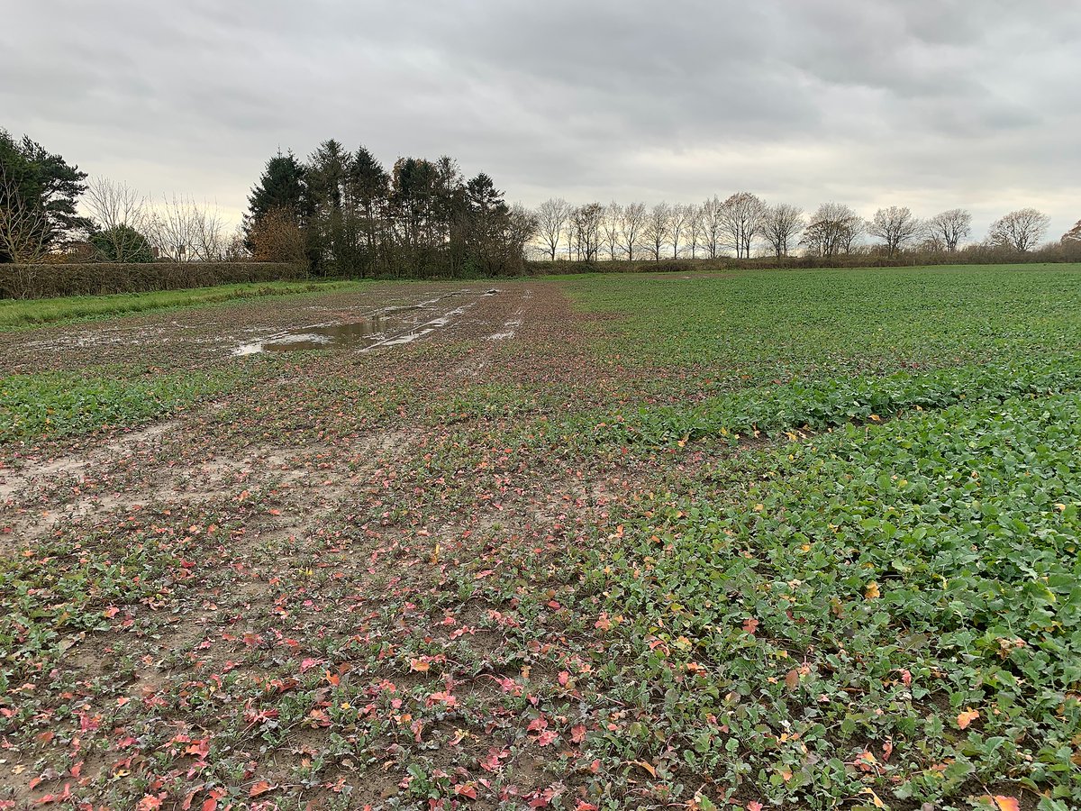 uniumbioscience's tweet photo. Many factors impact phosphorus bio-availability - soil structure, on this headland, shows its impact.  It's all about plant available P at the time it needs it, crops require P during establishment. #phosphorus #nutrientuseefficiency #tiros #calfite #acalsa https://t.co/KIYq0Q1t8V
